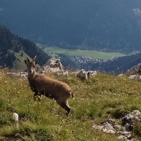 Magnificent On The Mountain Slopes *